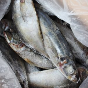 ROBALO
